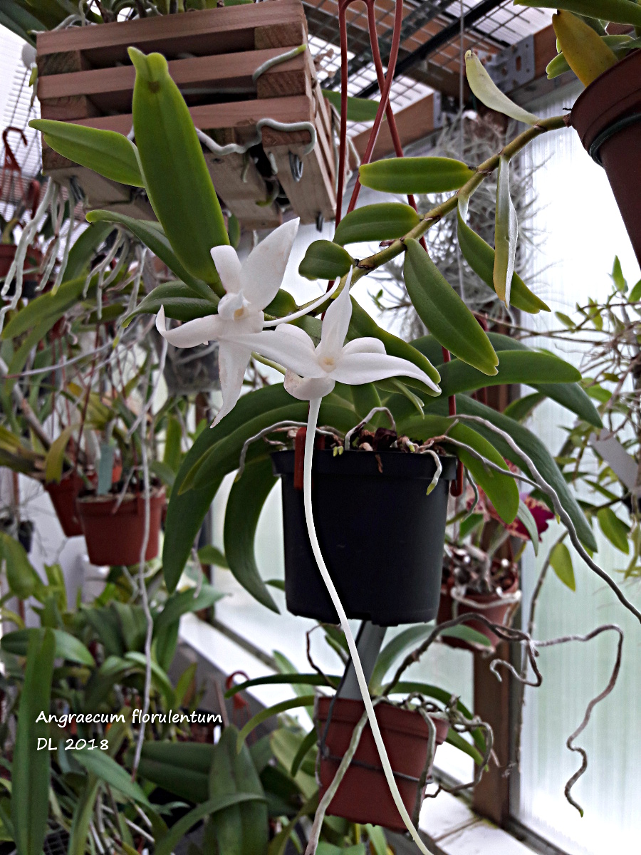 Angraecum florulentum 20180606_155306