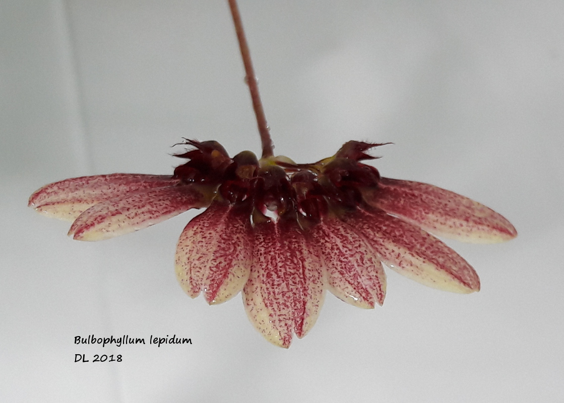 Bulbophyllum lepidum 20180625_093613