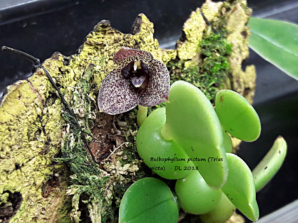 Bulbophyllum pictum (Trias picta) 20181224_143103