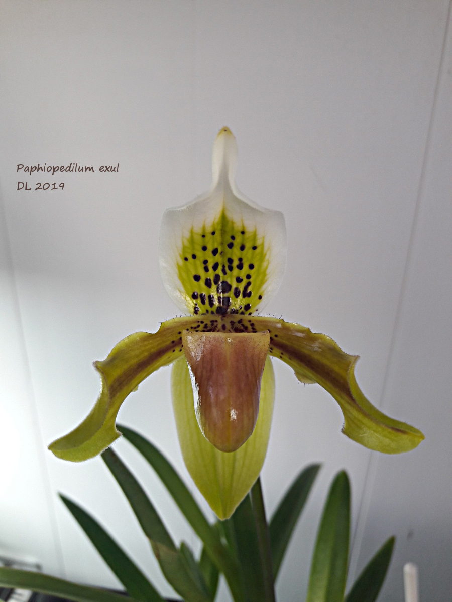 Paphiopedilum exul 20190331_175829