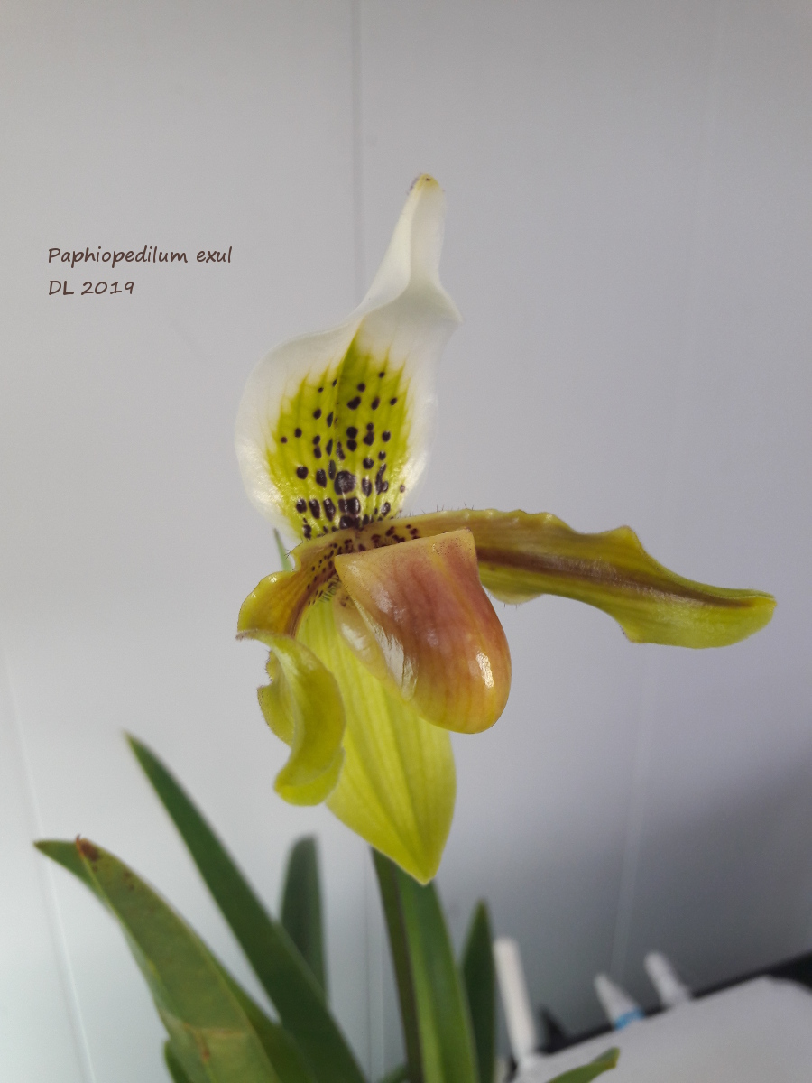 Paphiopedilum exul 20190331_175925