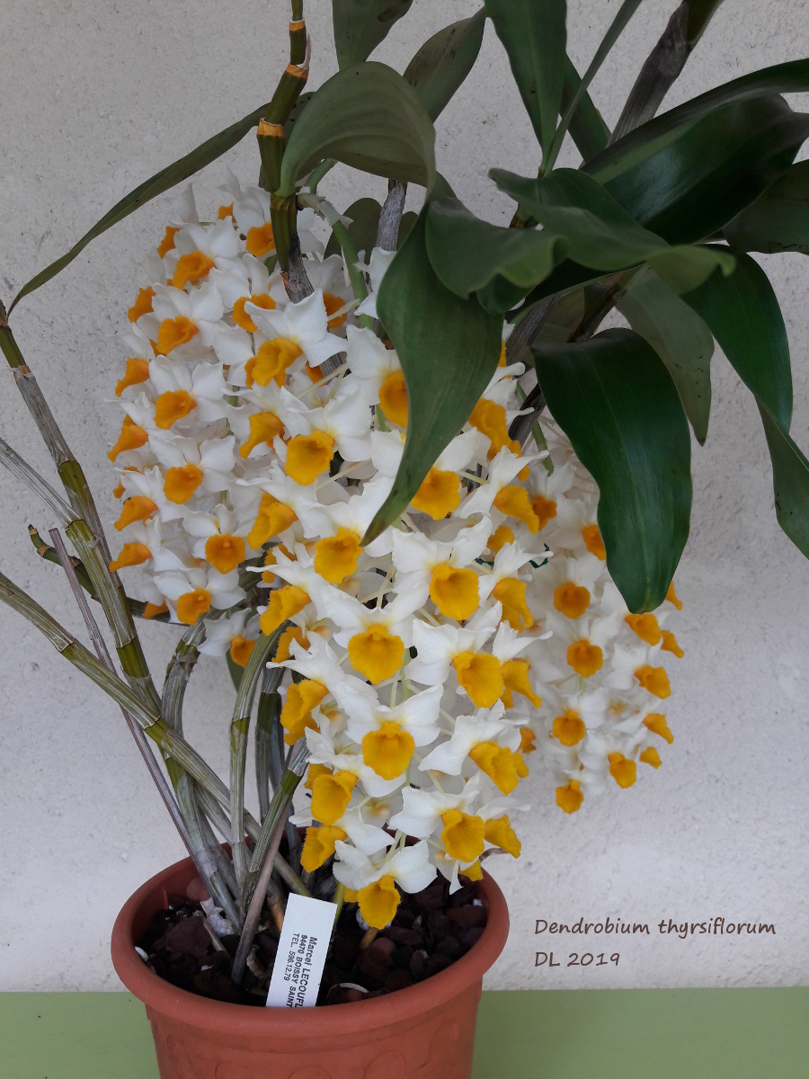Dendrobium thyrsiflorum 20190409_133942