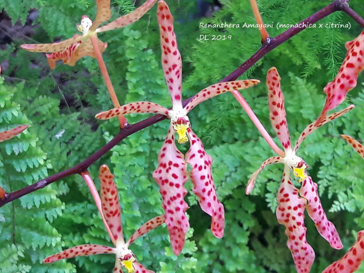 Renanthera Amayani (monachica x citrina) 20190409_134418