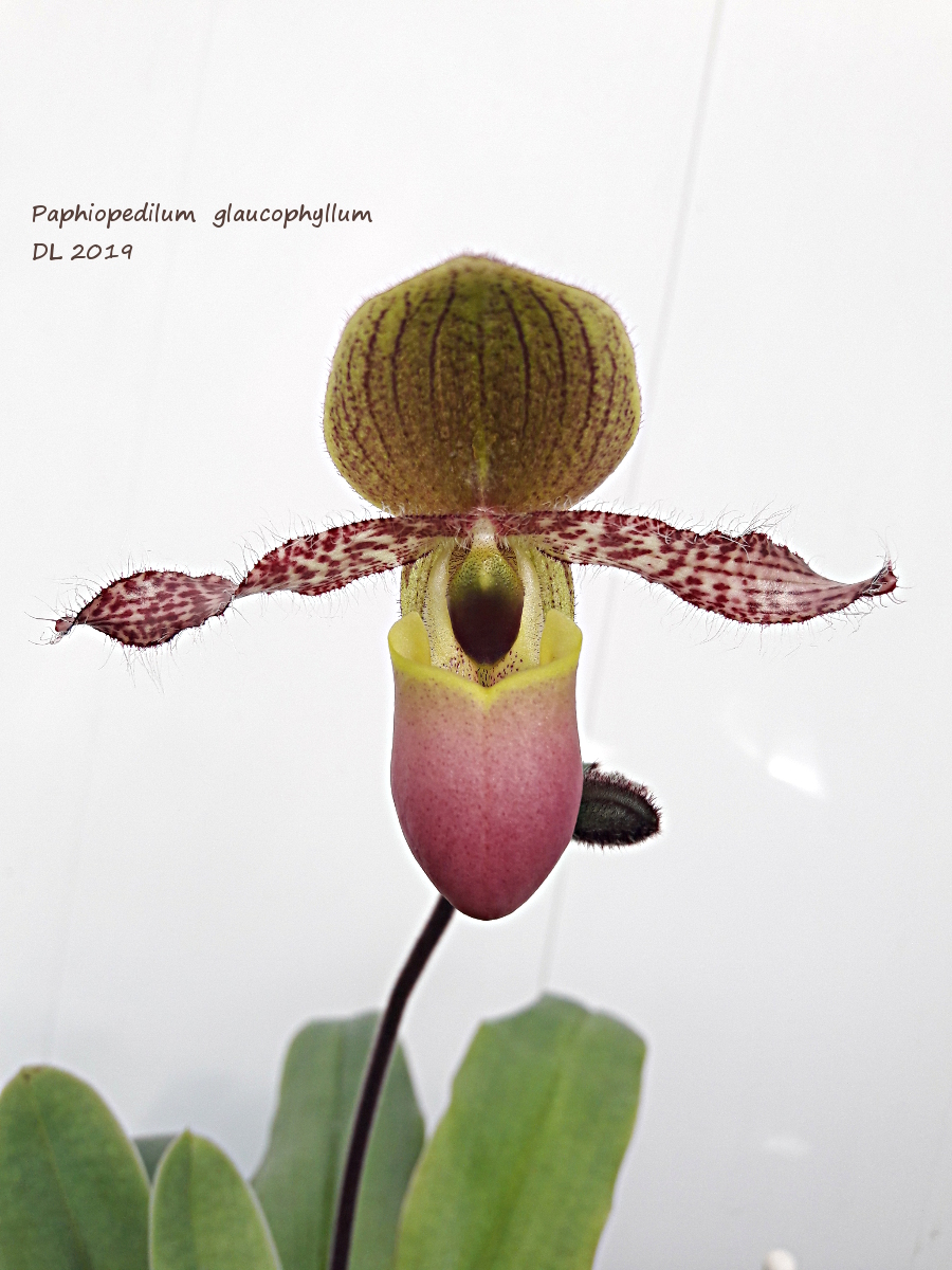 Paphiopedilum glaucophyllum 20190430_095039