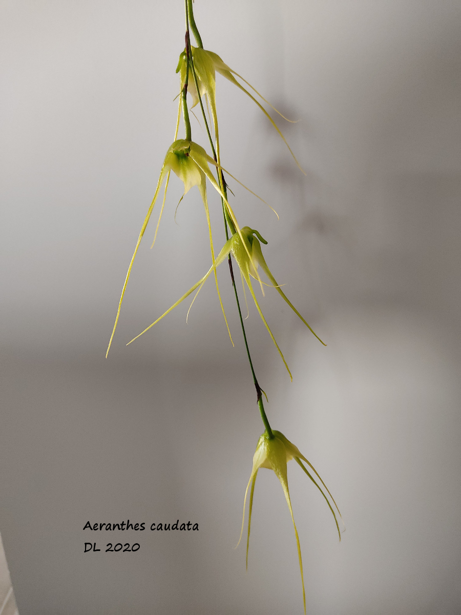 Aeranthes caudata A-caudata-2020