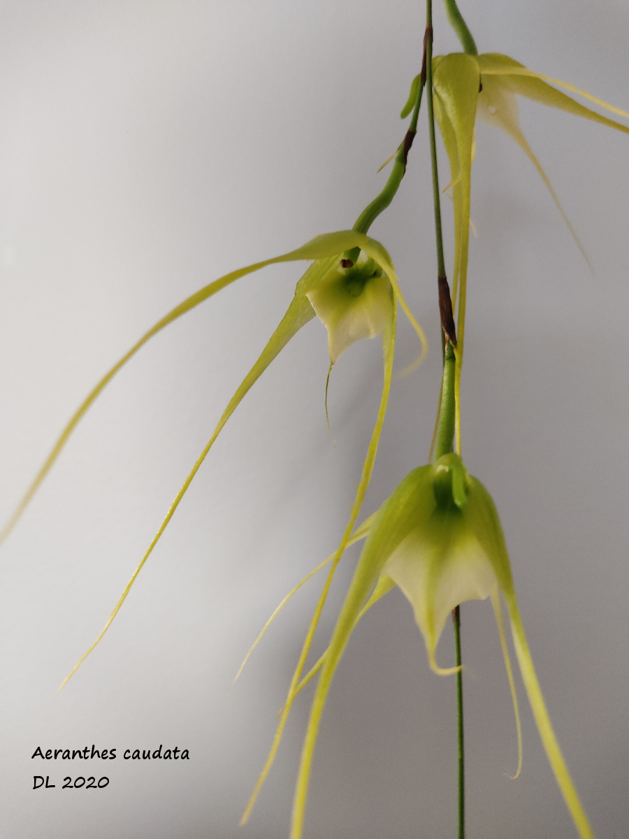 Aeranthes caudata A.caudata2020-2