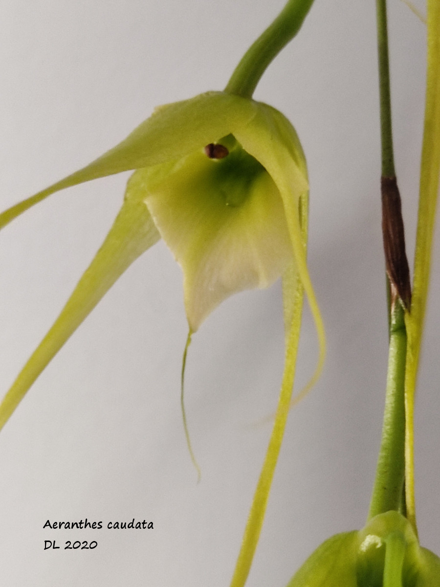 Aeranthes caudata A.caudata2020-3