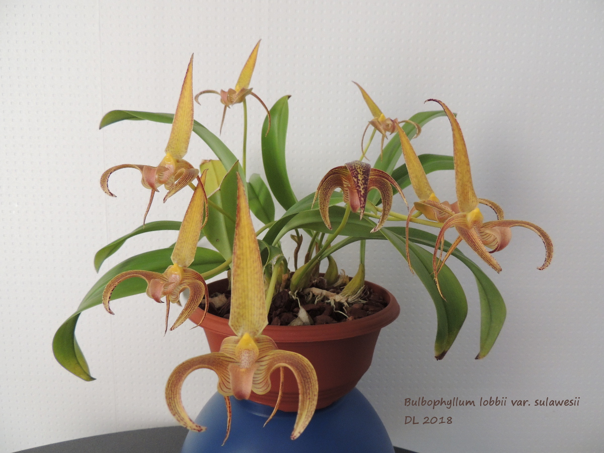Bulbophyllum lobbii   DSCN3618
