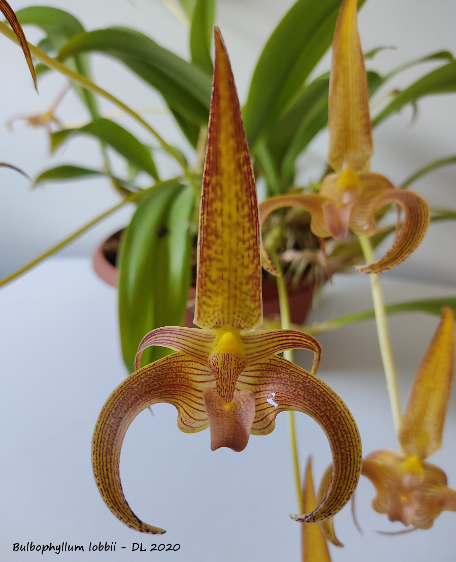 Bulbophyllum lobbii IMG_20200803_121842