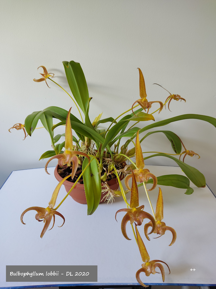 Bulbophyllum lobbii IMG_20200803_121930