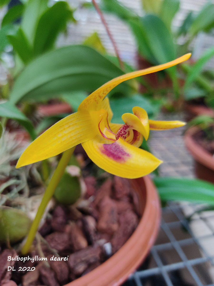 Bulbophyllum dearei  IMG_20200928_181726