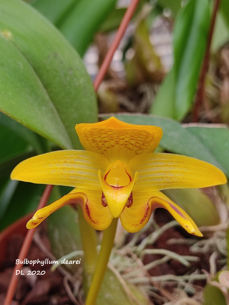 Bulbophyllum dearei  IMG_20200928_181953