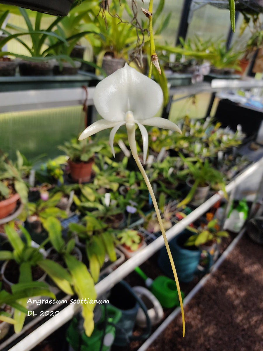 Angraecum scottianum IMG_20201004_143618