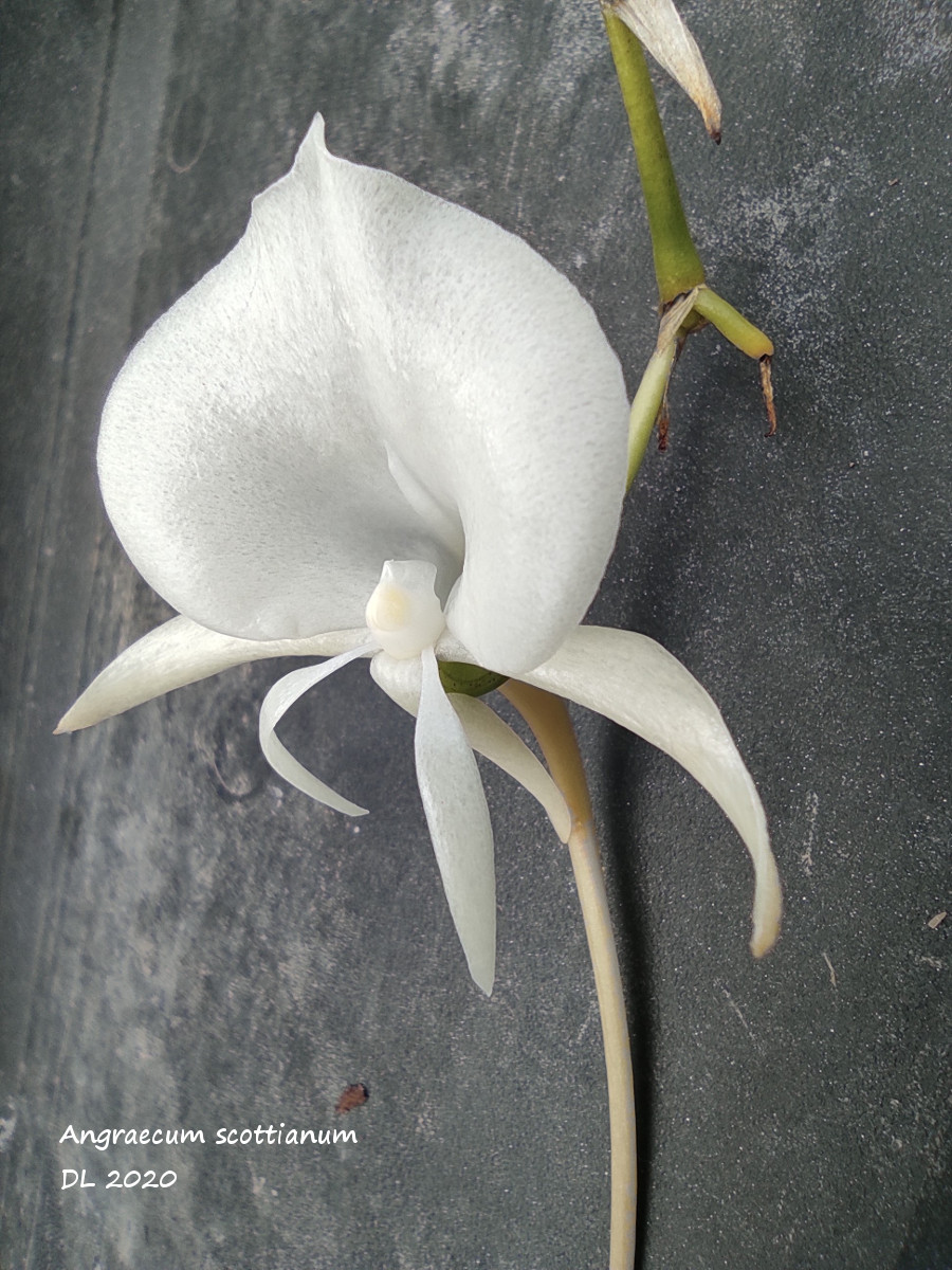 Angraecum scottianum IMG_20201004_143921