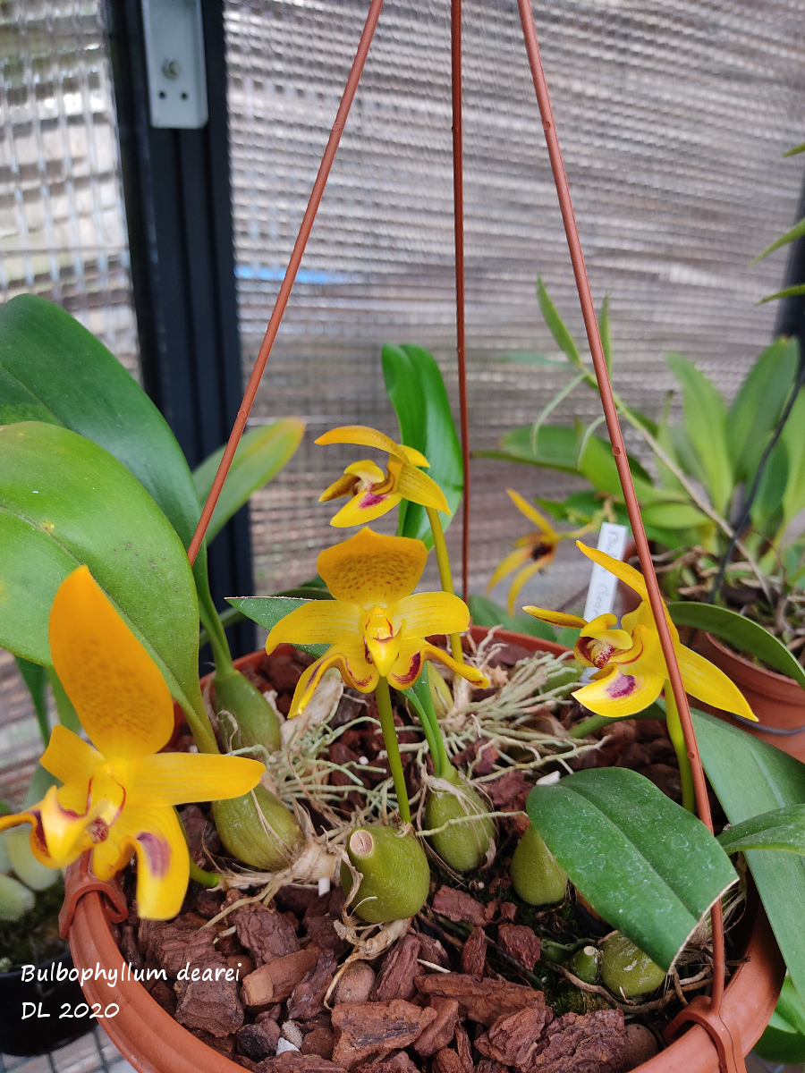 Bulbophyllum dearei IMG_20201015_180923