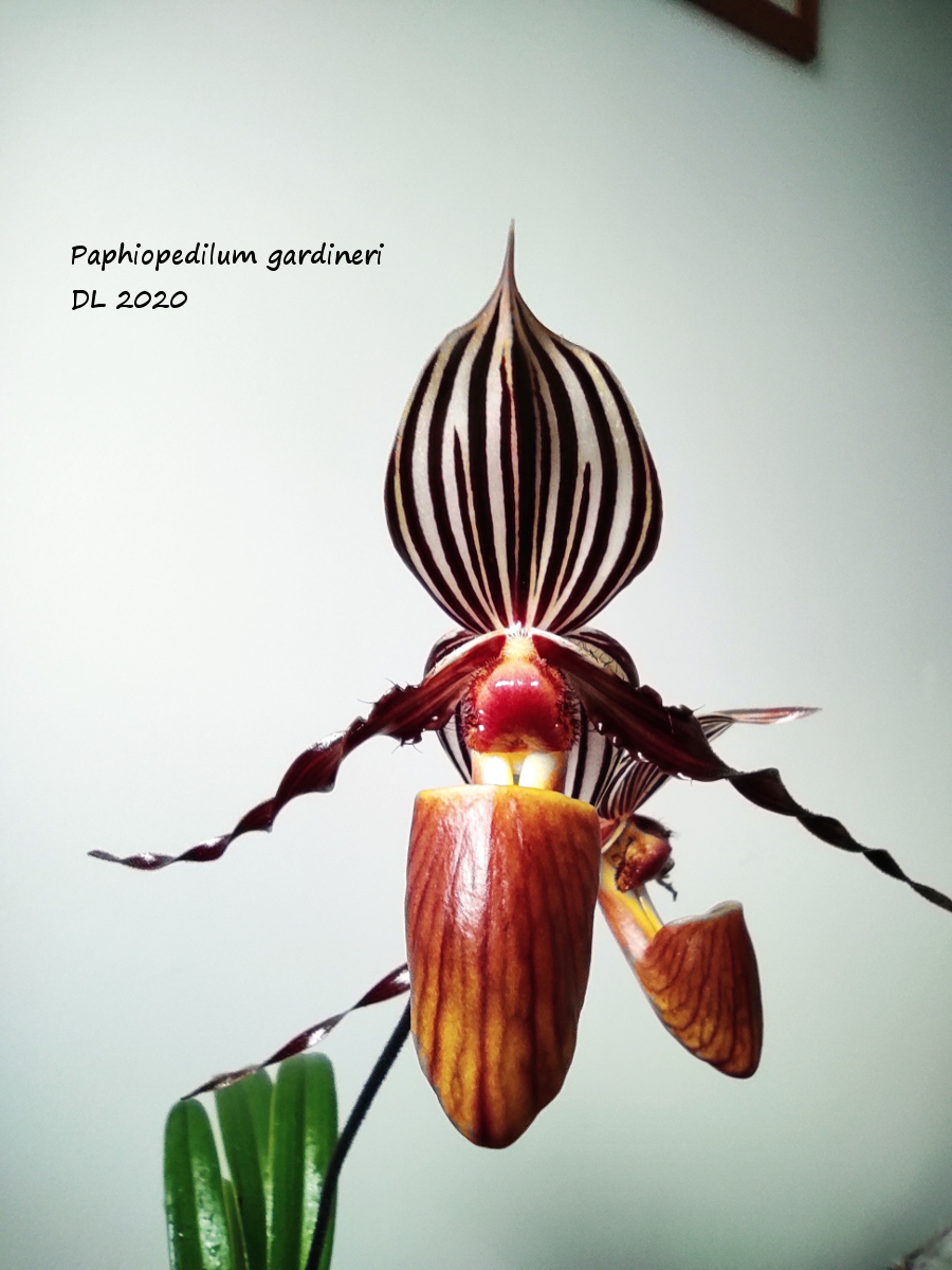 Paphiopedilum gardineri (Paphiopedilum glanduliferum (Blume) Stein, Orchid.-Buch: 468 (1892).) pour Kew IMG_20210131_115634
