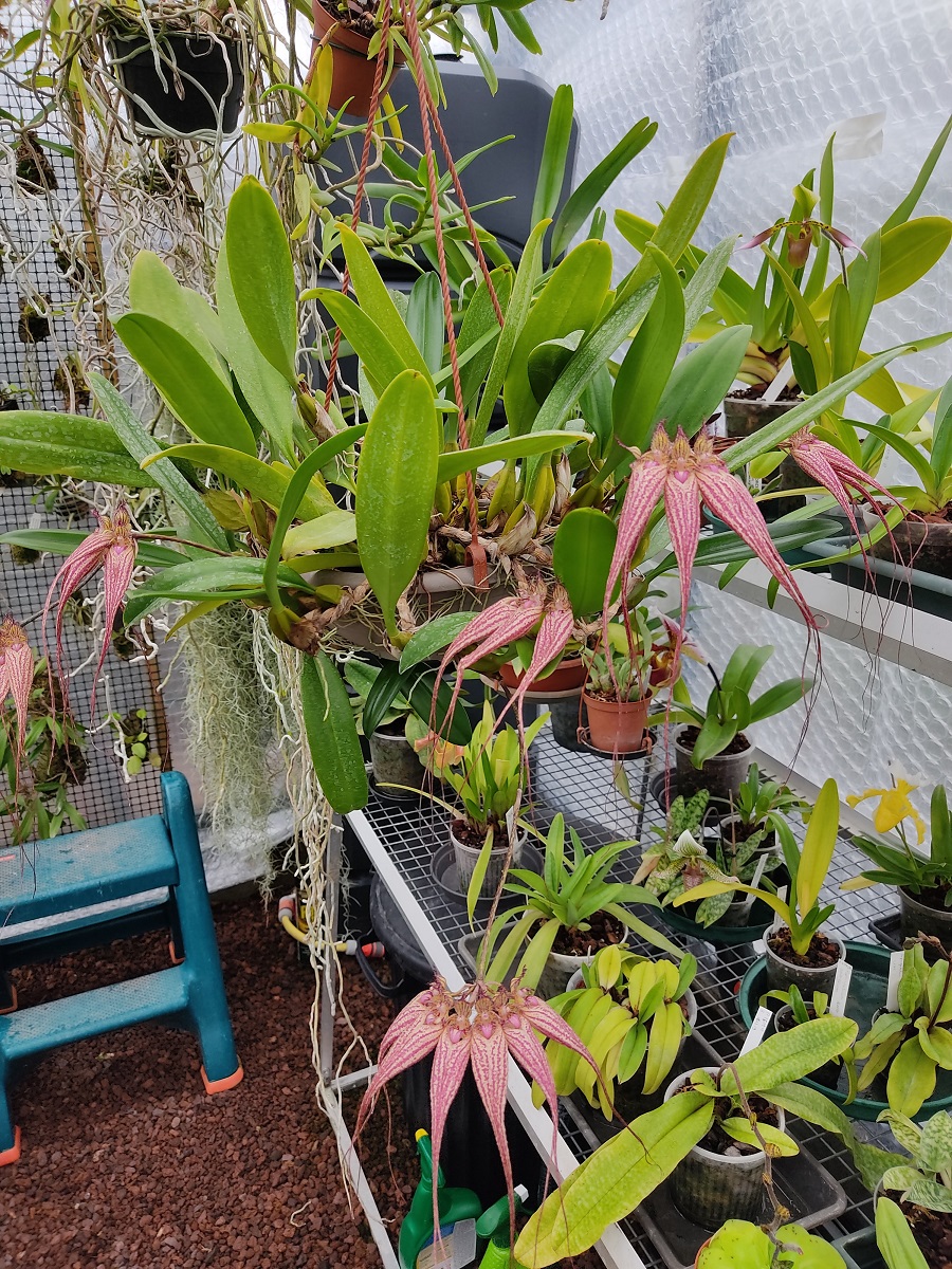 Bulbophyllum Elisabeth Ann Buckelburry  IMG_20210221_150620