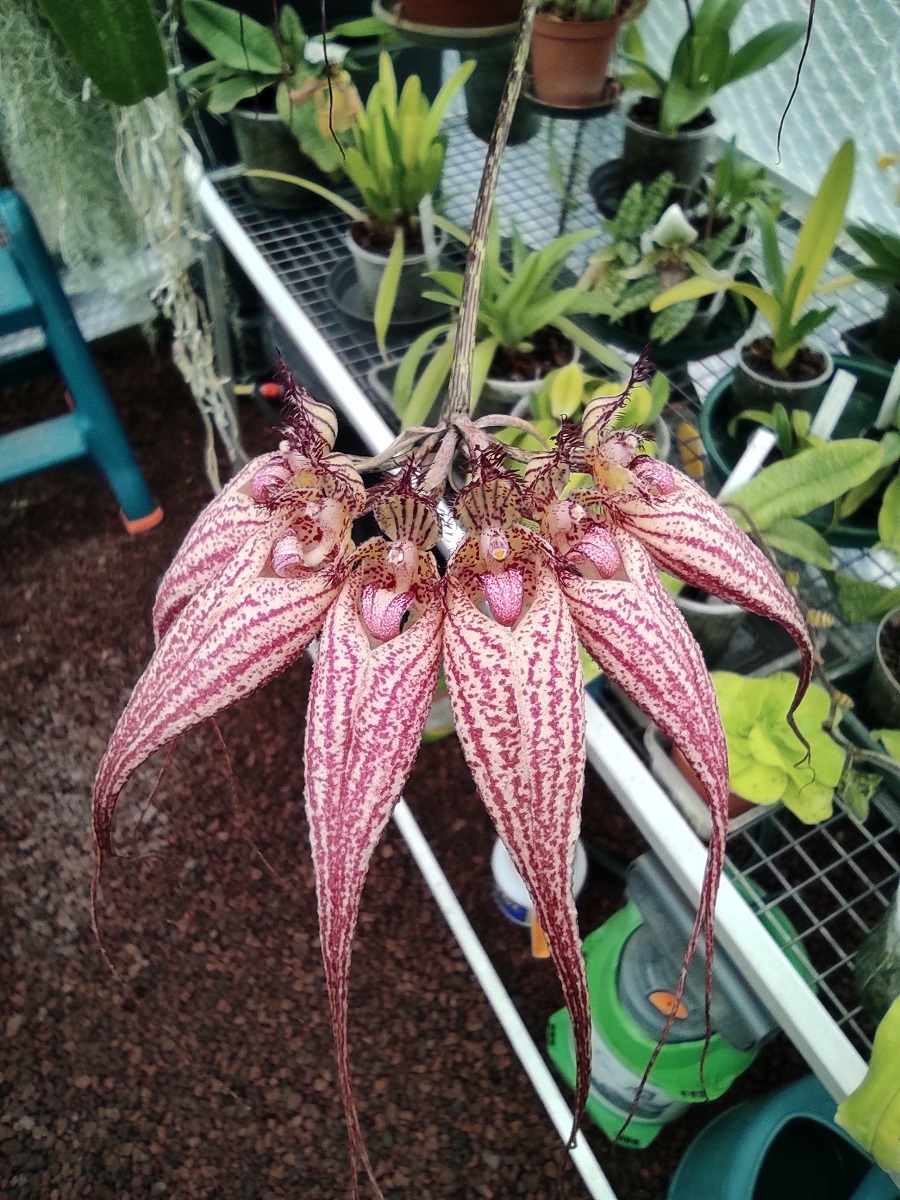 Bulbophyllum Elisabeth Ann Buckelburry  IMG_20210221_150722