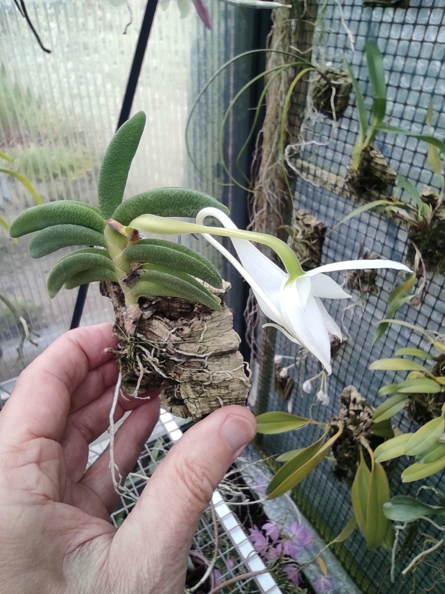 Angraecum aloifolium IMG_20210410_142041