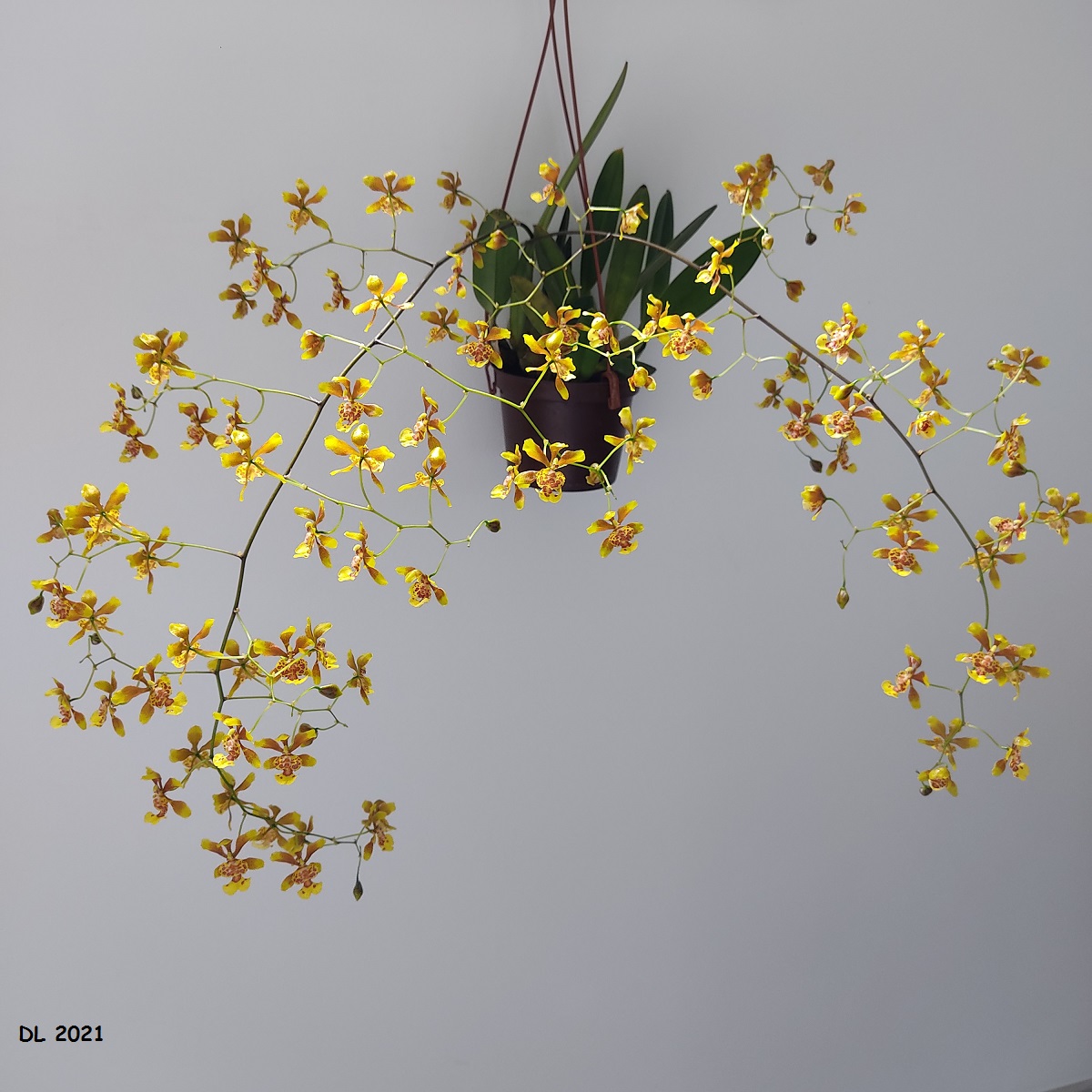 Grandiphyllum divaricatum (ex. Oncidium divaricatum) IMG_20210619_152110