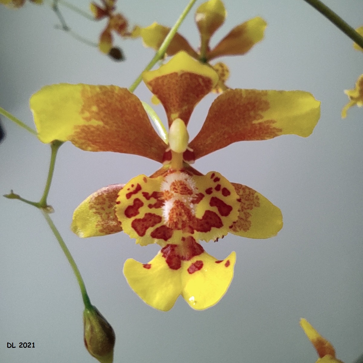 Grandiphyllum divaricatum (ex. Oncidium divaricatum) IMG_20210619_152248