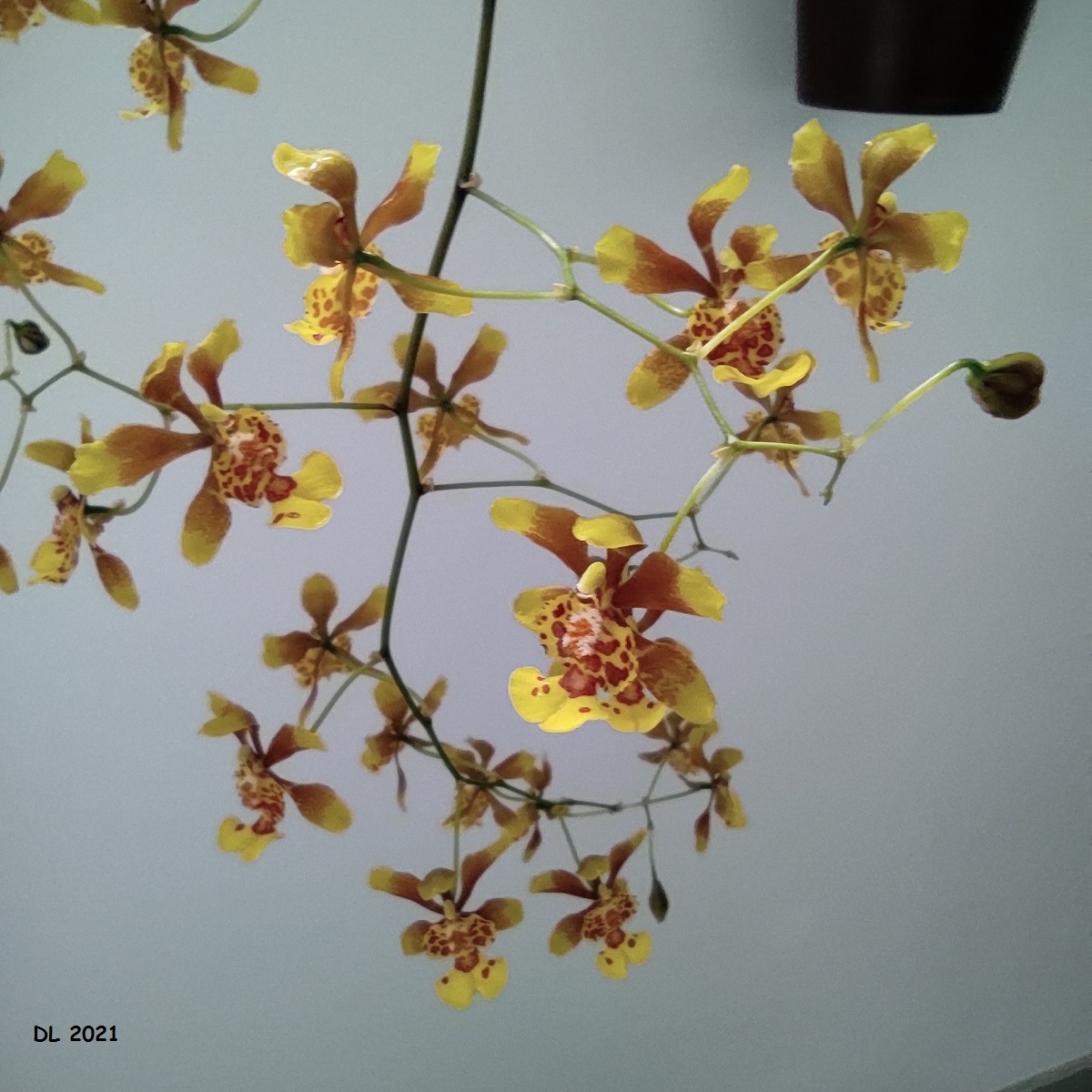 Grandiphyllum divaricatum (ex. Oncidium divaricatum) IMG_20210619_152333