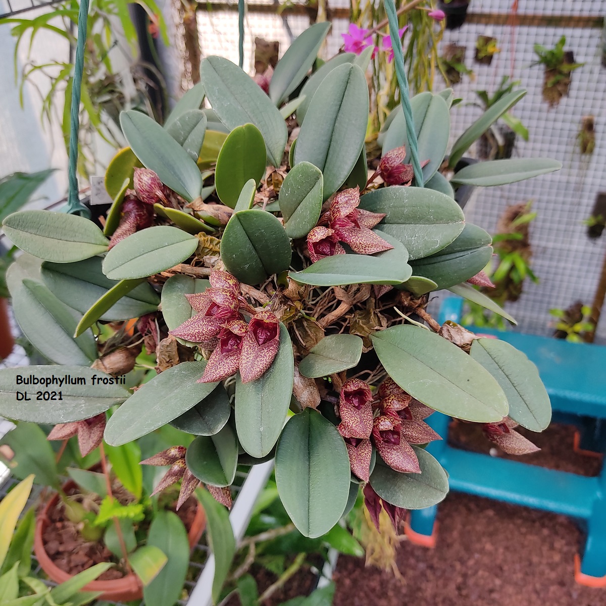 Bulbophyllum frostii IMG_20210701_122319