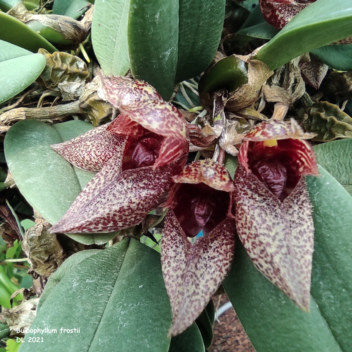 Bulbophyllum frostii IMG_20210701_122346
