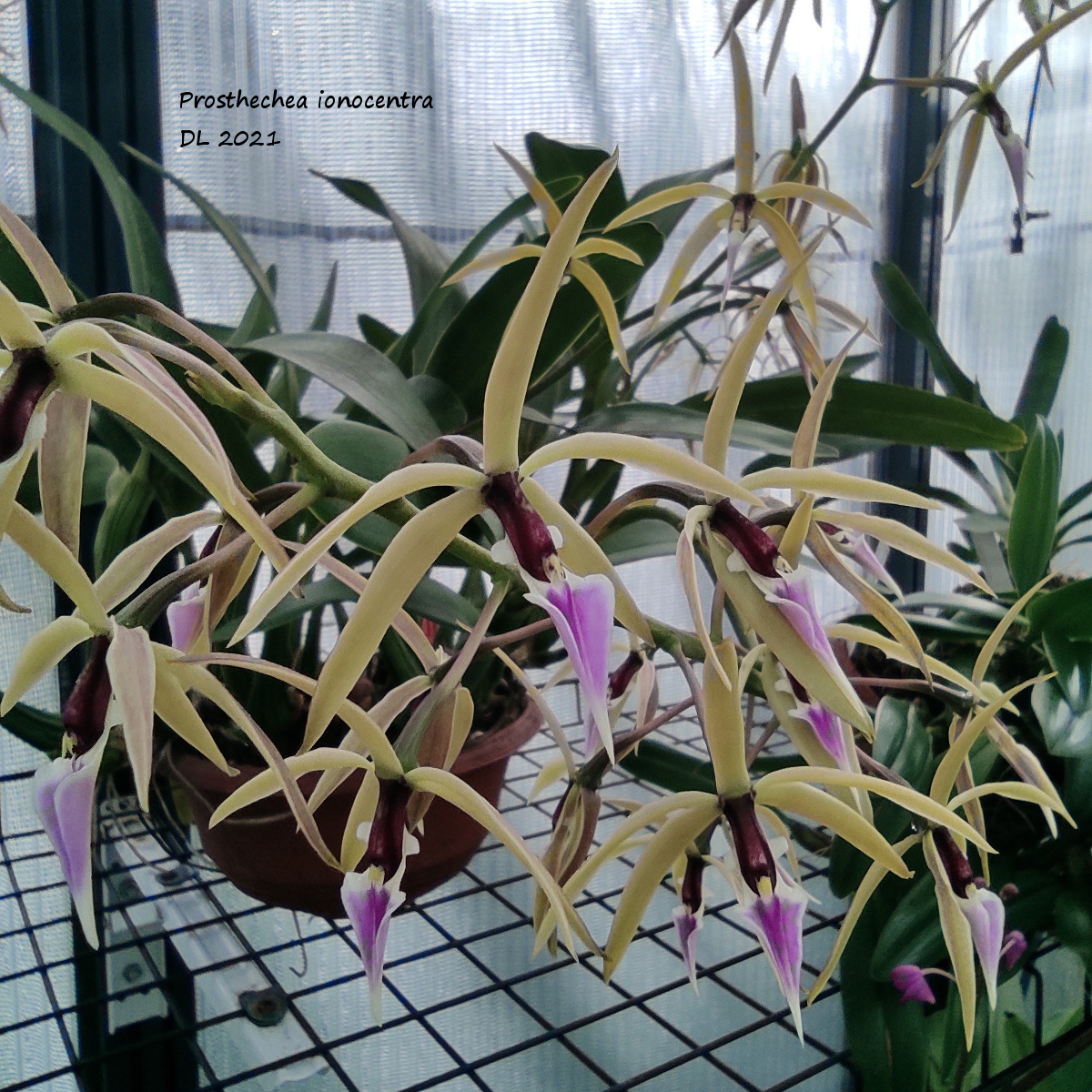 Prosthechea ionocentra IMG_20210830_175536