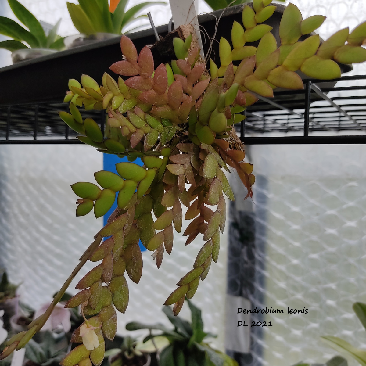 Dendrobium leonis IMG_20210830_181432