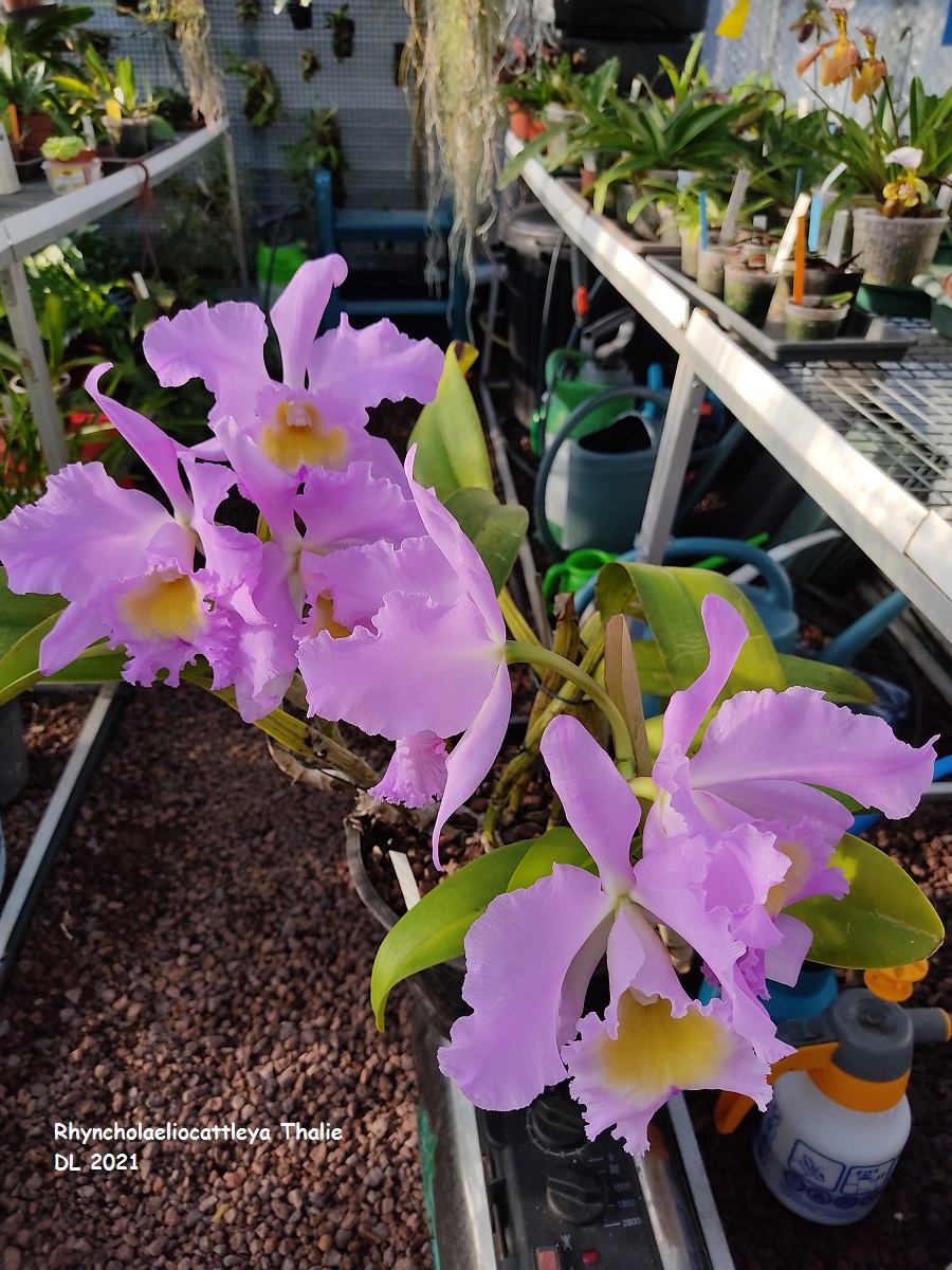 Rhyncholaeliocattleya Thalie IMG_20211218_133340