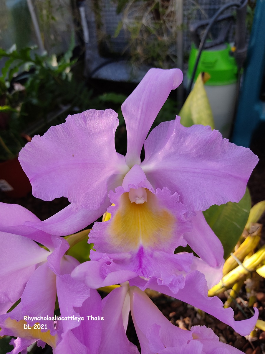 Rhyncholaeliocattleya Thalie IMG_20211218_133650