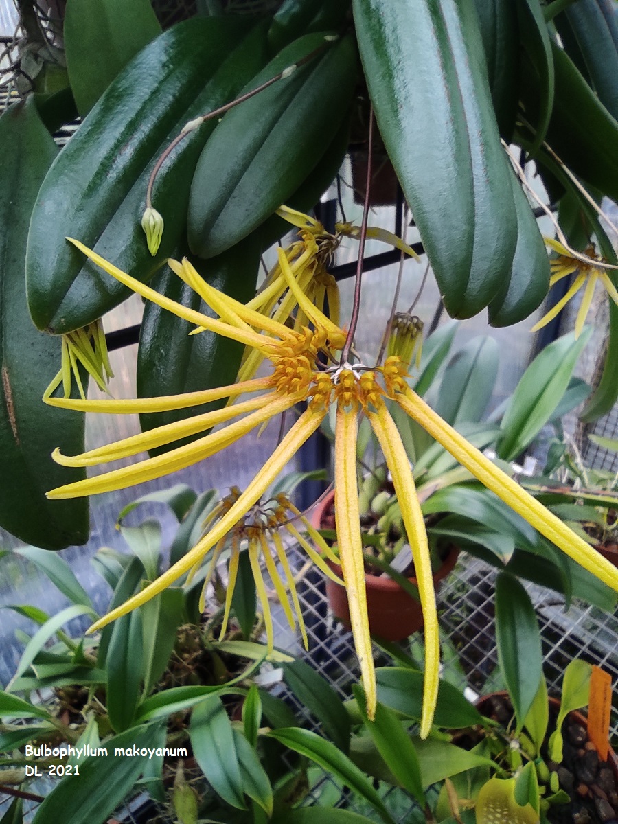 Bulbophyllum makoyanum IMG_20220109_114325