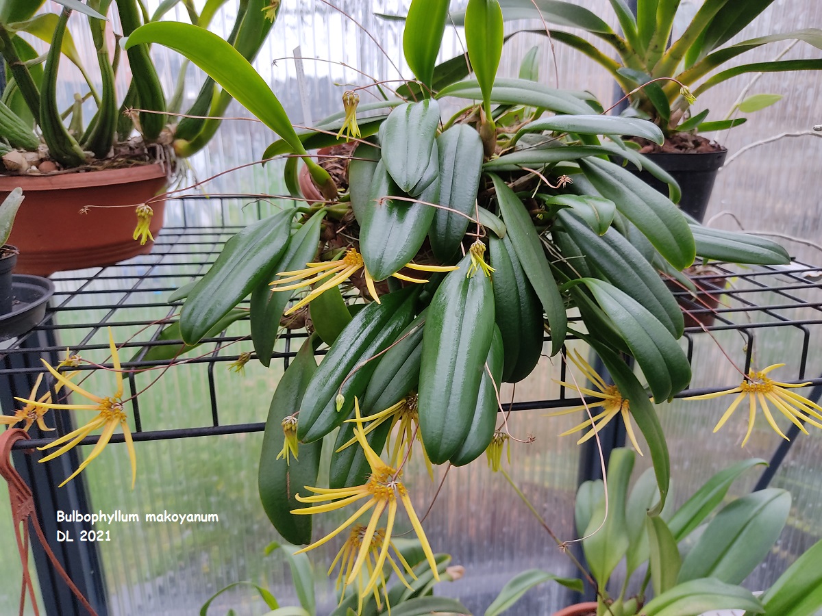 Bulbophyllum makoyanum IMG_20220109_114628
