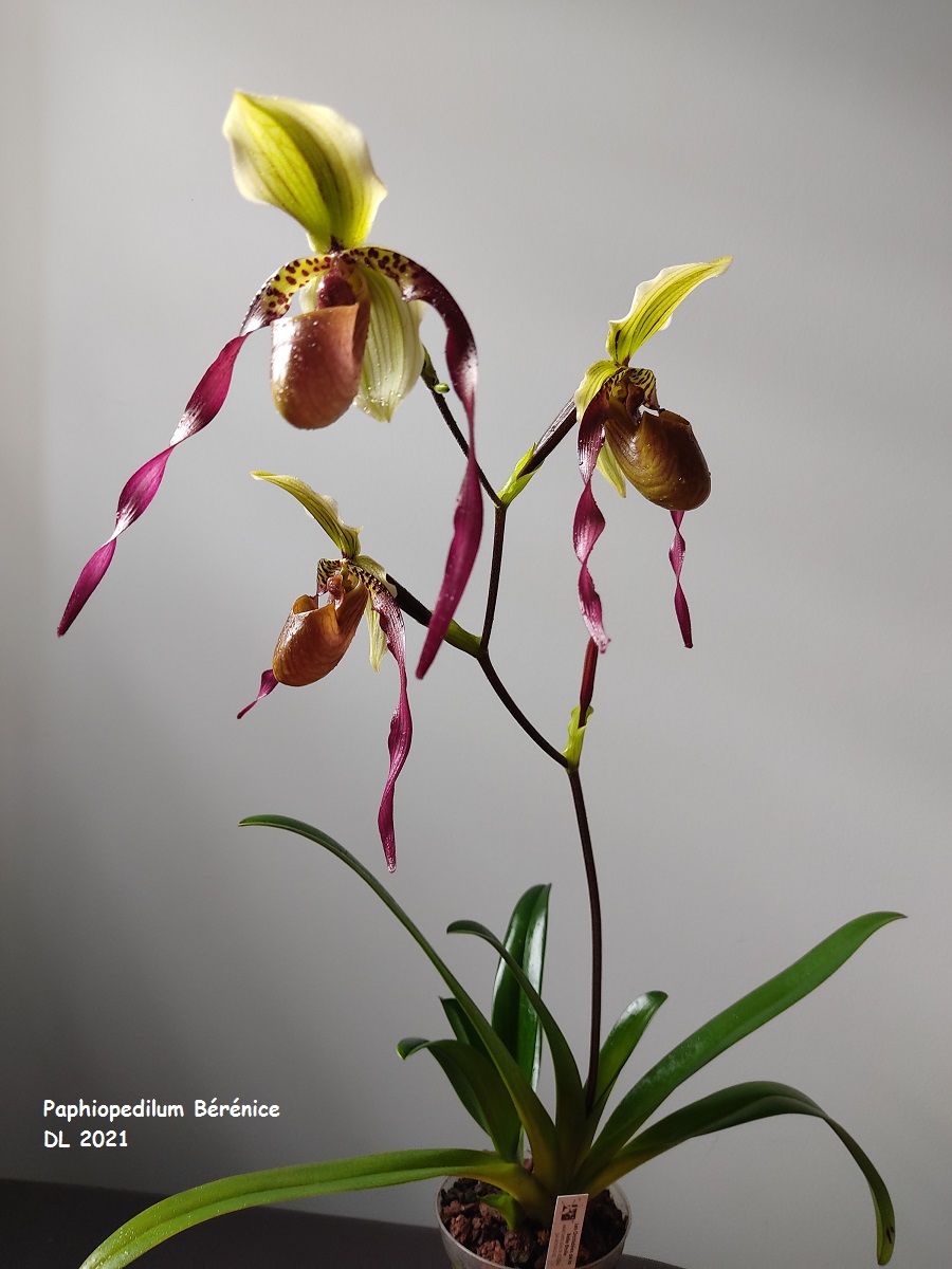 Paphiopedilum Bérénice  (lowii x phillippinense) IMG_20220112_140630