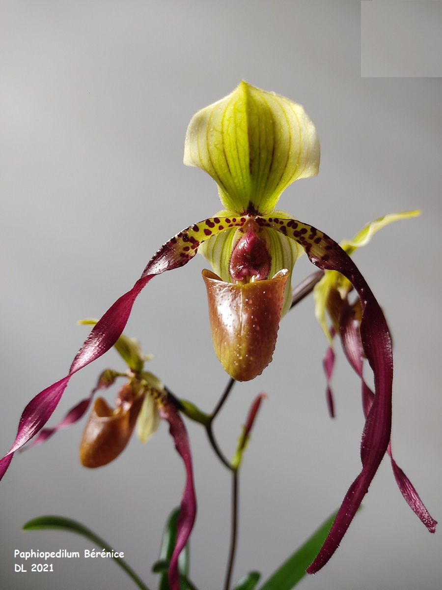 Paphiopedilum Bérénice  (lowii x phillippinense) IMG_20220112_140643