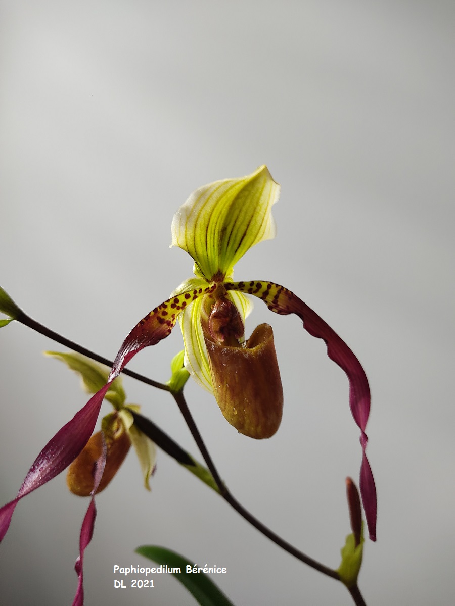 Paphiopedilum Bérénice (lowii x phillippinense) IMG_20220112_140708