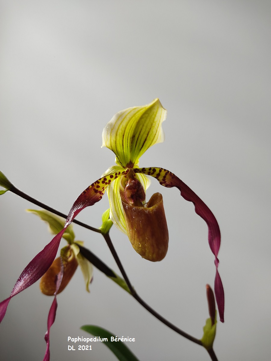 Paphiopedilum Bérénice  (lowii x phillippinense) IMG_20220112_140708