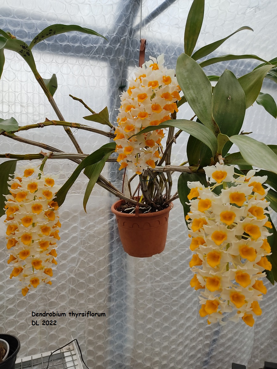 Dendrobium thyrsiflorum IMG_20220406_115925