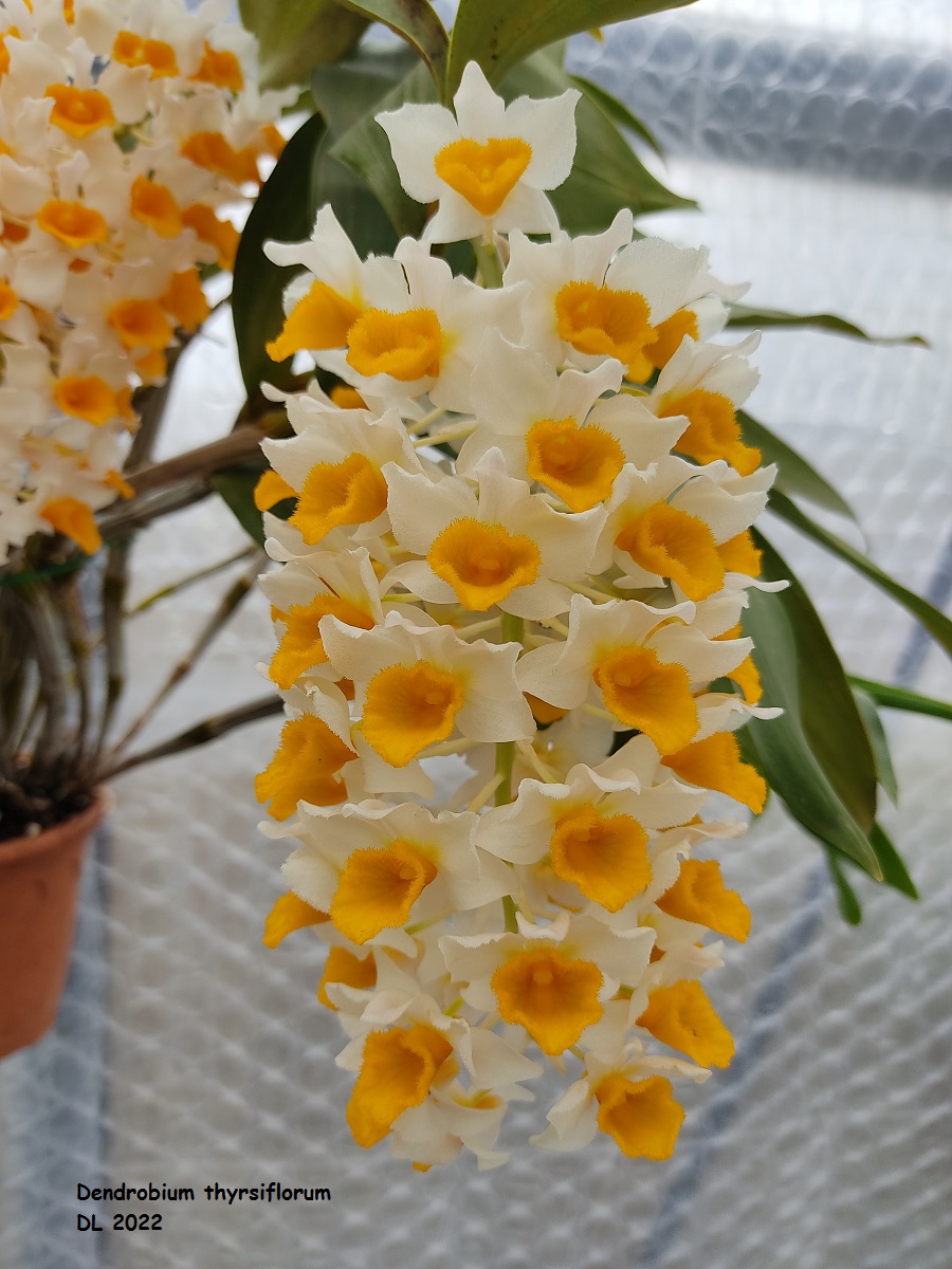 Dendrobium thyrsiflorum IMG_20220406_120302