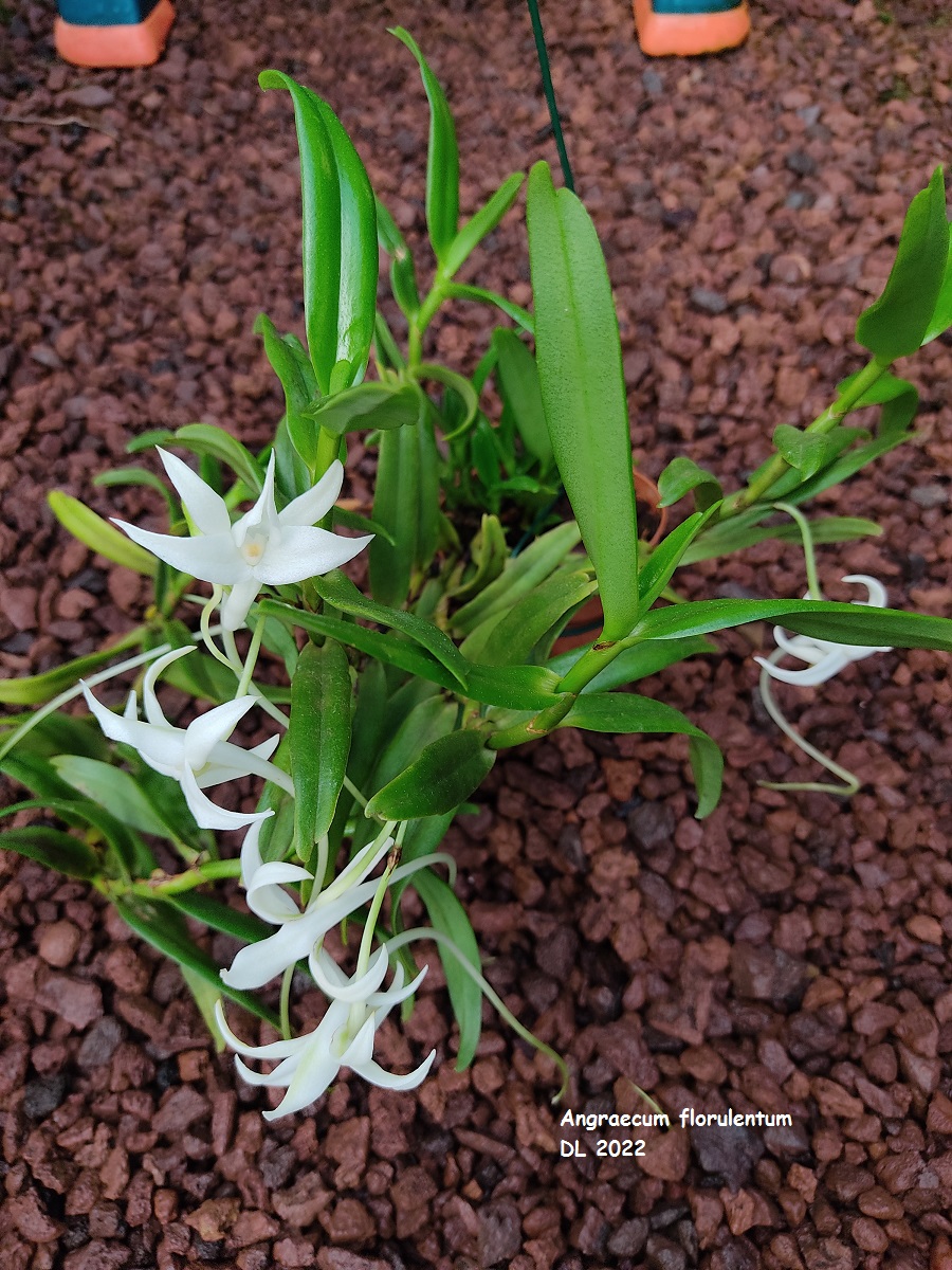 Angraecum florulentum  IMG_20220414_110357