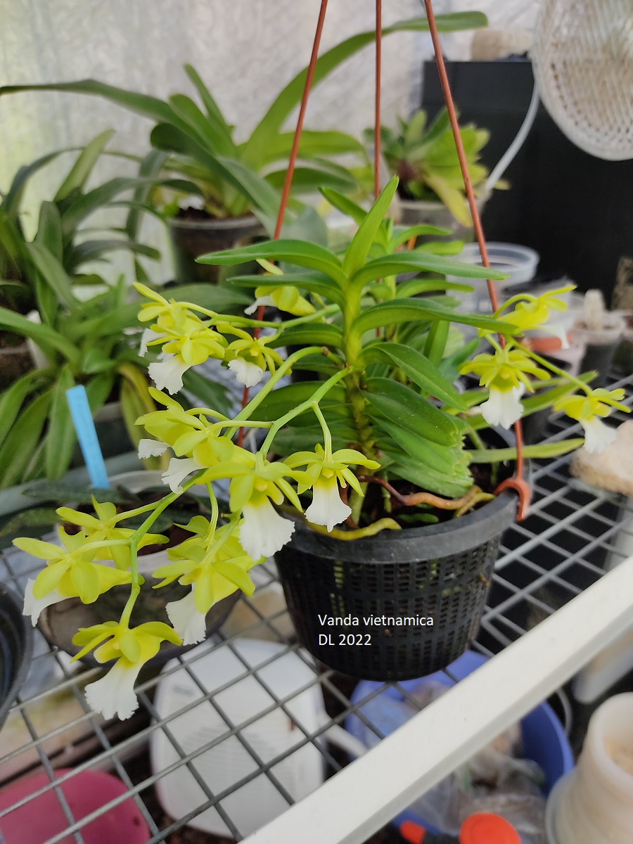 Vanda vietnamica IMG_20220911_154732