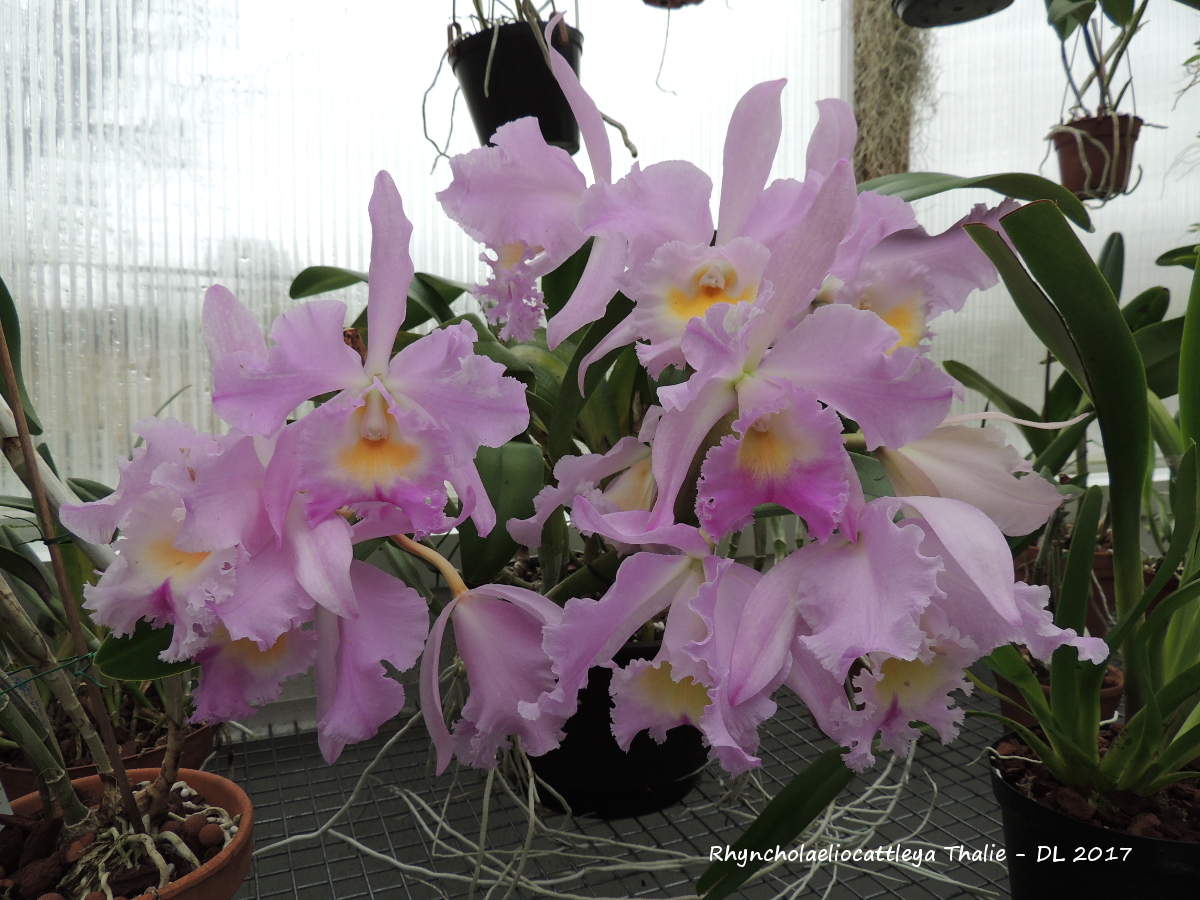 Rhyncholaeliocattleya Thalie RC-Thalie-2017