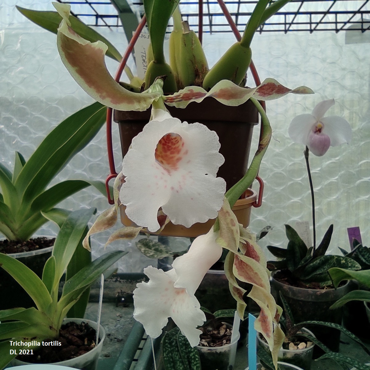 Trichopilia tortilis Trichopilia-tortillis-2021