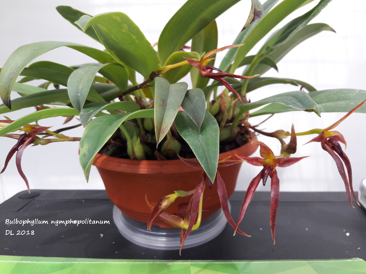 Bulbophyllum nymphopolitanum Bulbo-nymphopolitanum-2018