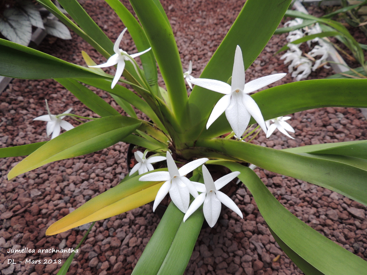 Jumellea arachnantha