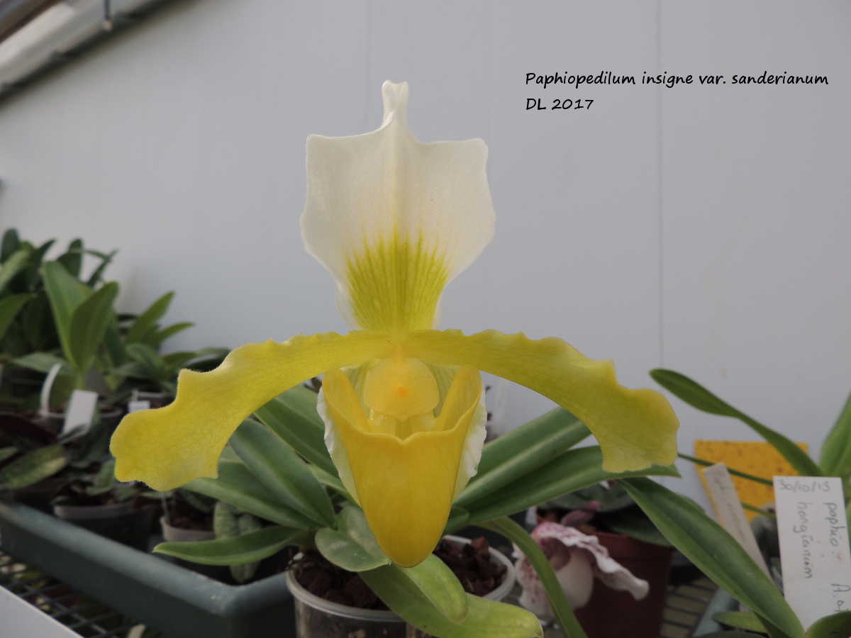 Paphiopedilum insigne var. sanderianum Paphio-insigne-sanderianum-2017