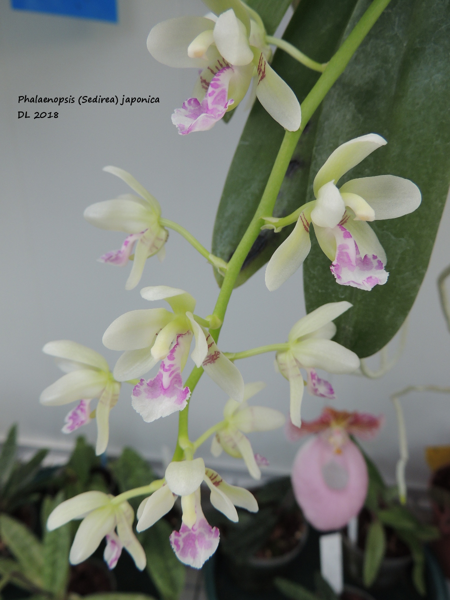 Phalaenopsis (Sedirea) japonica Phal-japonica-2018