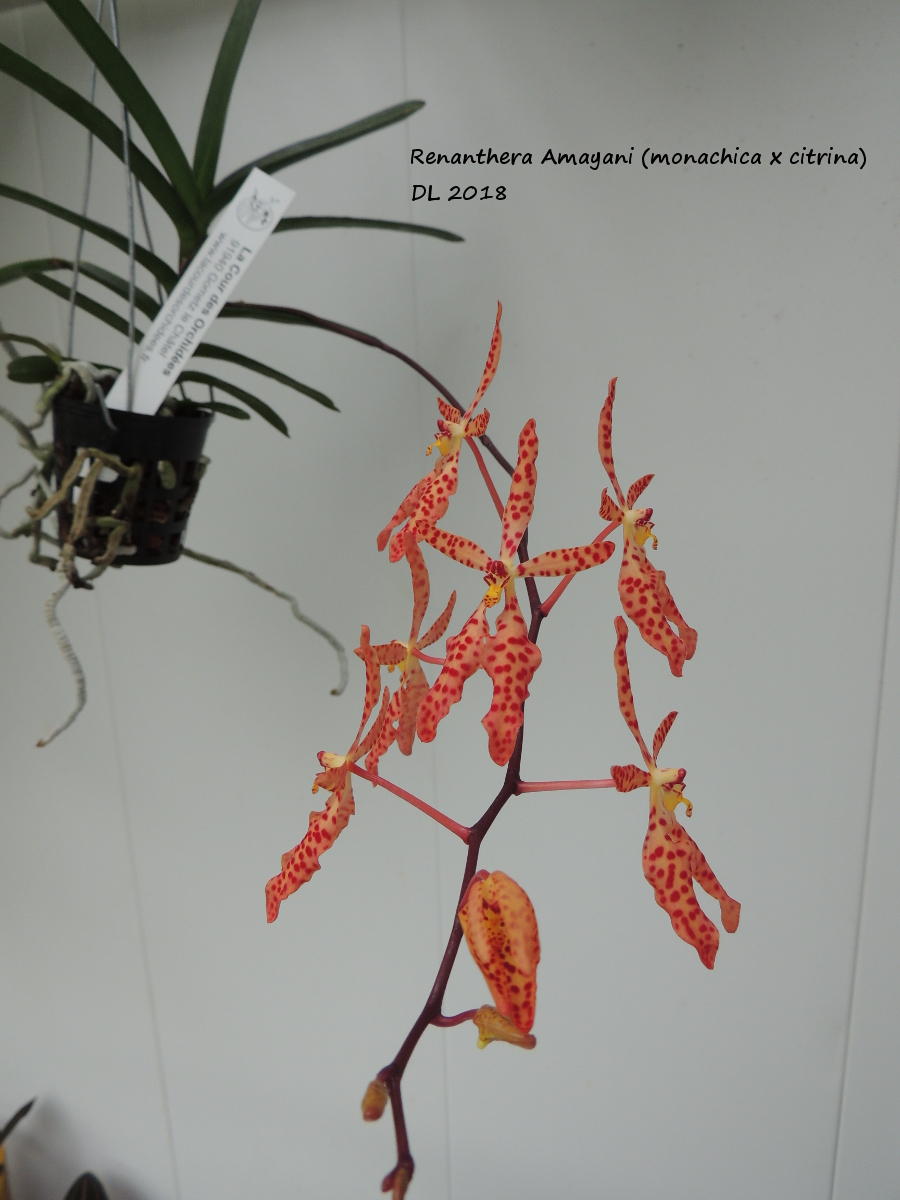 Renanthera Amayani (monachica x citrina) Renanthera-Amayani-2018