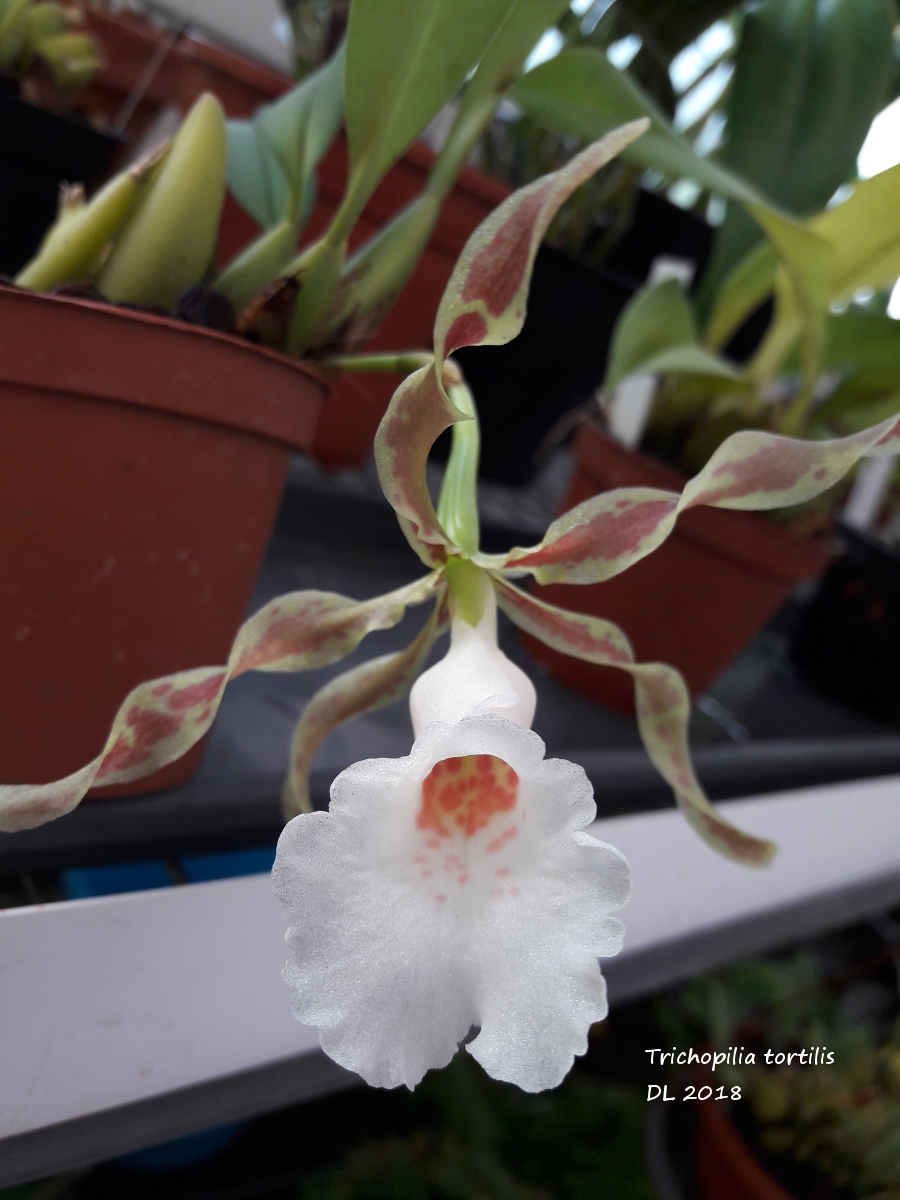 Trichopilia tortilis Trichopilia-tortilis-2018